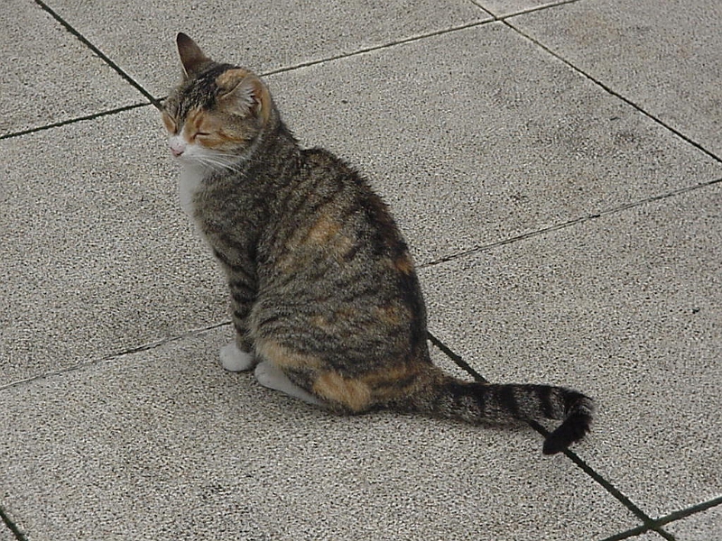 Gato At Museum.jpg